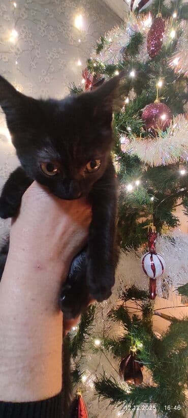 купить котёнка шотландского вислоухого: Котята домашние, ласковые и игривые. - Окрас: один серо-белый — 4