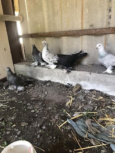 большие клетки для волнистых попугаев: Продаю село беловоцк — 2