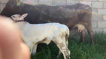 килограмм мяса говядины цена: Продаю | Корова (самка) | Для молока | После отела — 3