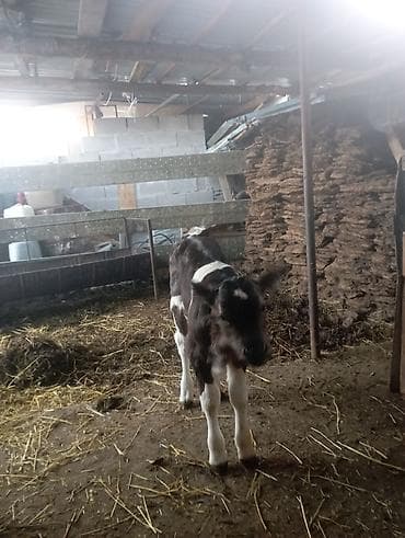 Собаки: Продаю | Музоо, торпок | На откорм | Искусственник — 6