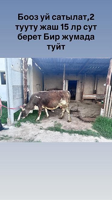 барда для коров: Продаю | Корова (самка) | Для разведения, Для молока — 8