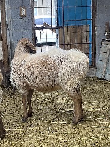 цена собаки шпиц: Продаю | Овца (самка) | Полукровка, Арашан | Для разведения | Матка — 3