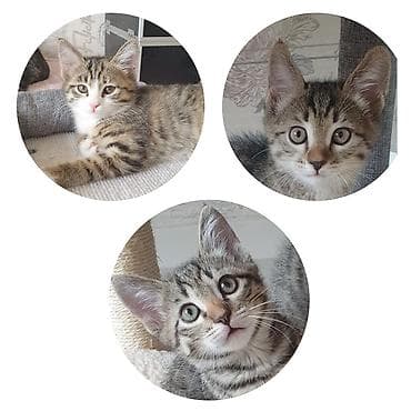 Домашние котята, 2 месяца, ищут любящие семьи. Лоток освоен, едят at lalafo.kg Домашние котята, 2 месяца, ищут любящие семьи. Лоток освоен, едят