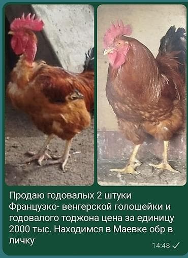Үй жаныбарлары: Сатам | Короздор — 1