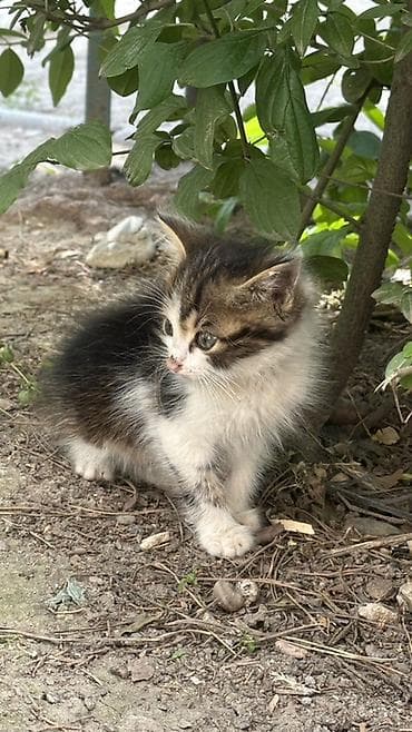каракол кошка: Котёнок, очень красивый спокойный его помыть и все будет отличным — 7