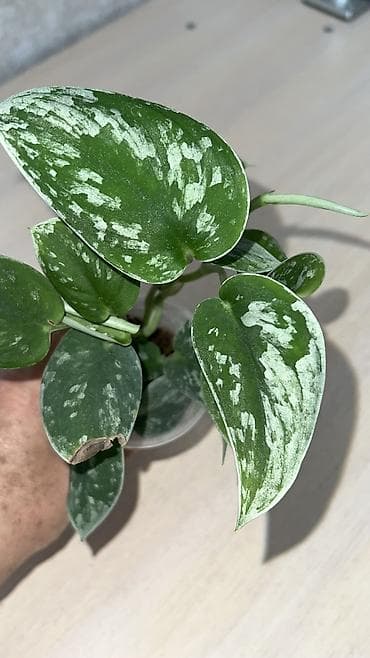 Эпипремнумы #монстера#эпипремнумы#офис#комнатные