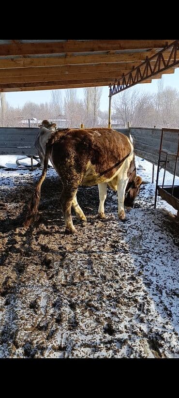 продаю баран буденовка: Продаю | Бык (самец) | Полукровка | На откорм | Привязанные — 6