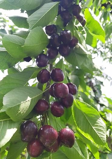 Ягоды: Черешня Оптом, В розницу, Самовывоз, Платная доставка — 2