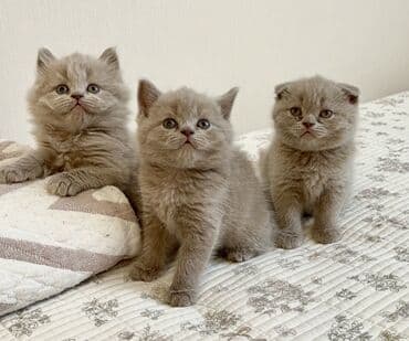 Продаются шотландские котята, окрас лиловый, малышам почти два месяца
