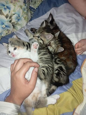 домашний кошка: Очаровательные домашние котята из одного помёта. - Окрас — 2