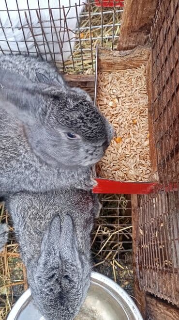 кролики фландр: Продаю | Крольчата | Фландр | Для разведения | Племенные — 7