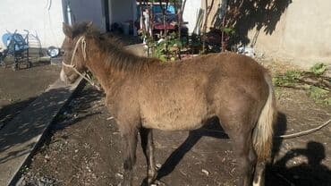 морской конек: Продаю | Жеребенок — 3