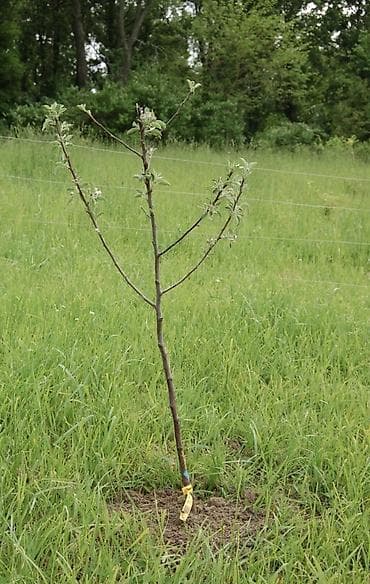 Посадка деревьев: до 20 шт по 120 сом( за штуку) от 20 шт по 80 сом