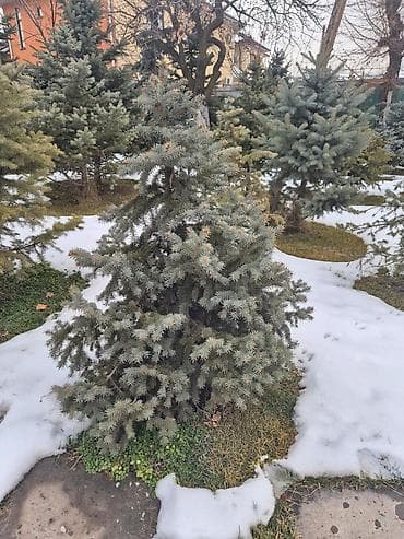 крымская сосна купить: Ели для озеленения участка - Породные хвойные деревья с плотной — 8