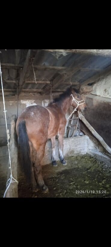 продаю лошать: Продаю | Кобыла (самка) | Рабочий — 1