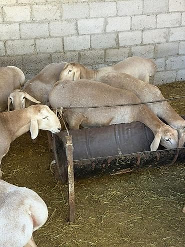 Продаю | Баран (самец) | Арашан | Для разведения | Племенные, Осеменитель