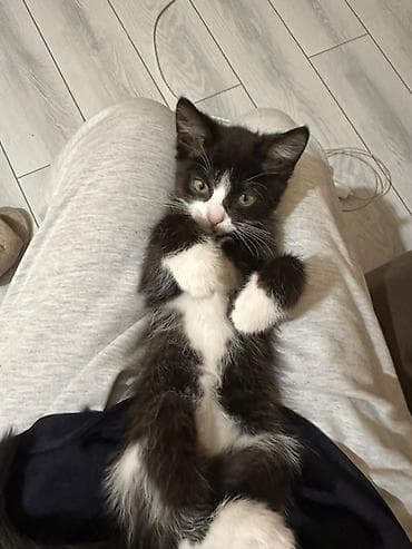 Продажа кошек: Кошка даром: Беспородная, 3 месяца, Девочка, Приучена к лотку — 2