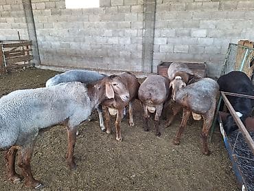 Продаю | Овца (самка) | На забой