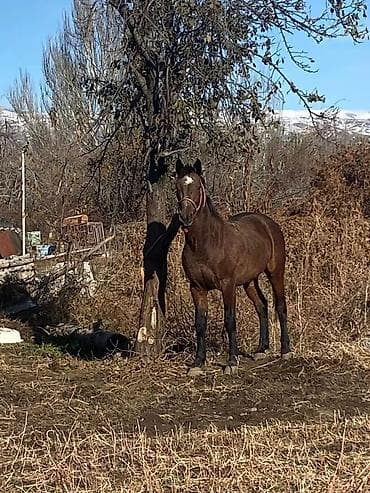 Продаю | Жеребец | Конный спорт | Осеменитель