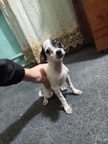 куплю восточно европейскую овчарку: Отдам даром собачку, отец чихуахуа а мама той терьер, отца тоже отдаём — 6