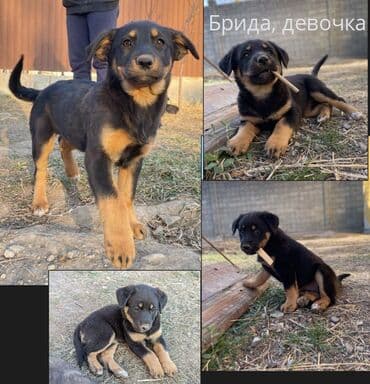 Собака даром: 2 месяца, Самка at lalafo.kg Собака даром: 2 месяца, Самка