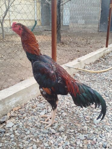 кошка город ош: Дакан жожо короздор сатылат активный алмашу жолдору бар адрес Бишкек — 8