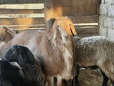 Товары и оборудование для с/х животных: Продаю | Овца (самка) | Эдильбаевская | На забой | Матка — 2