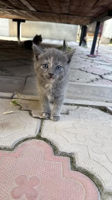 Отдам даром кошку: Отдам котят в добрые руки даром. Котята, домашние, пушистые серые — 2