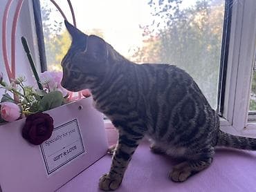 коты бишкек: Бенгал, 6 айлык, Ургаачы, Курттардан тазаланган — 1