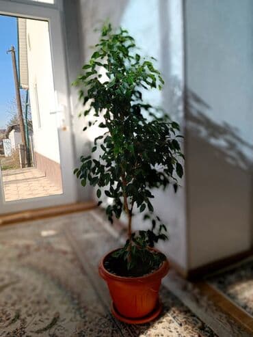 искусственный газон для мини футбольного поля цена бишкек: Цветы комнатные фикус Бенджамина высота 1 метр — 4