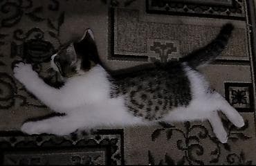приют котят: Котёнку 2 месяца, к лотку приучен ещё с первого месяца. Кушает корм — 4