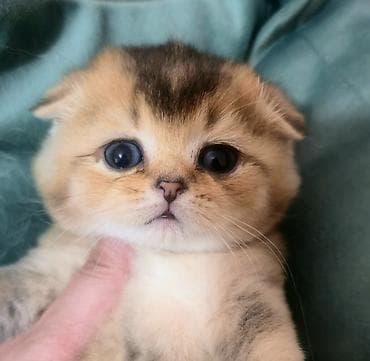 хомяк бесплатно: Скотиш Фолд (Шотландская вислоухая), 1 месяц, Девочка, Золотая шиншилла, Приучена к лотку — 2