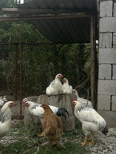кохинхин карликовый: Продаю | Куры | Брама | Для разведения — 4