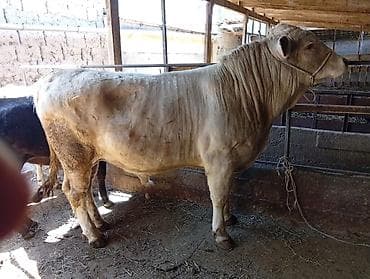 сары булун: Сатам | Бука (эркек) | Шароле | Бордоп семиртүү үчүн — 2