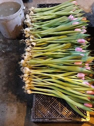 прием яблок в бишкеке: ТЮЛЬПАНЫ ТЮЛЬПАНЫ ТЮЛЬПАНЫ. принимаем заказы на тюльпаны оптом к 8 — 6