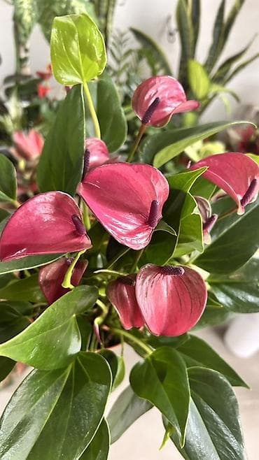 примула комнатные: Антуриум (Anthurium andreanum) с розово-бордовыми покрывалами и — 1