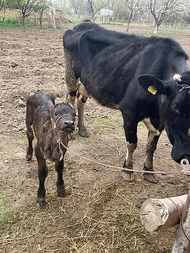 Продаю | Корова (самка) | Для разведения | После отела
