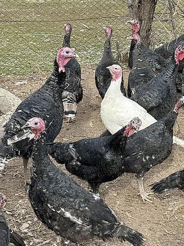 Индюки 37 голов