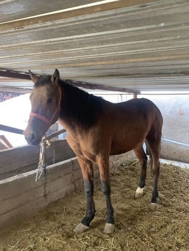 отдам породистую собаку: Продаю | Жеребец | Для разведения | Племенные — 1