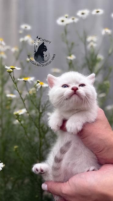 бенгальские кошки: Британская короткошёрстная, 1 месяц, Девочка, Серебристая шиншилла, Приучена к лотку, Проглистована, С документами — 6