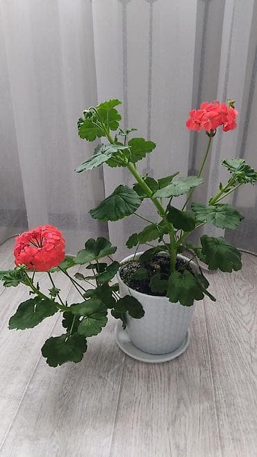 Диффенбахии: 1)Кактус Эхинопсис ( цветет часто, вместе с коричневым горшочком — 8