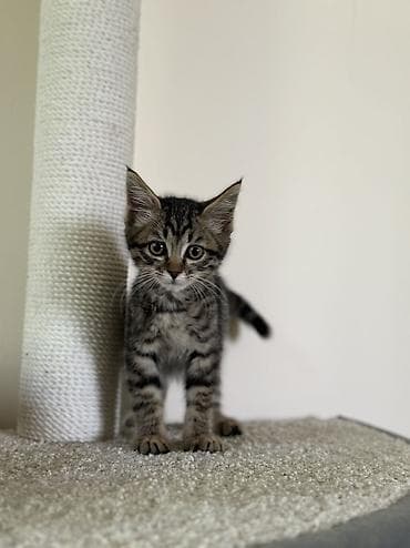 Отдам даром кошку: Мальчик — 2