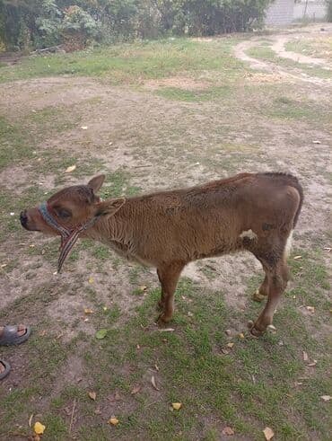 белый мёд: Продаю | Музоо, торпок | Для молока — 4