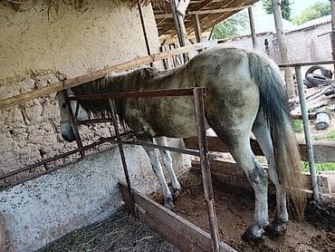 немецкая овчарка щенок: Продаю | Кобыла (самка) | Рабочий — 3