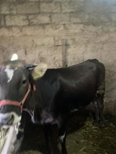 мел для животных: Продаю | Корова (самка) | На забой, Для разведения | Привязанные — 2