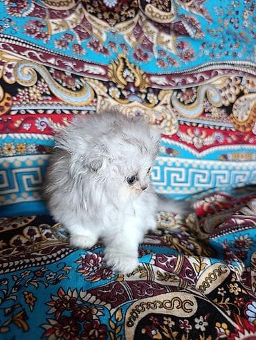 Мышыктар: 1 айлык, Ургаачы, Күмүш өңдүү шиншилла — 4