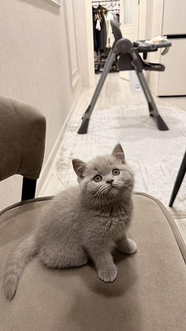 британские голубые котята: Скотиш Страйт (Шотландская прямоухая), 2 месяца, Девочка, Голубой, Приучена к лотку — 1