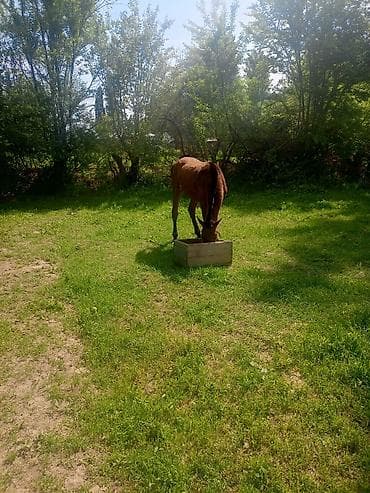 козу сатылат бишкек: Сатам | Тай | Көбөйтүү үчүн — 2