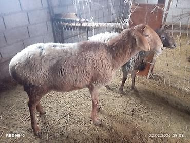 Продаю | Овца (самка) | Полукровка | На забой | Ярка