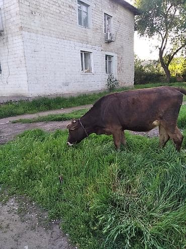 цена вислоухой кошки: Продаю | Бык (самец) | Полукровка | На откорм — 3